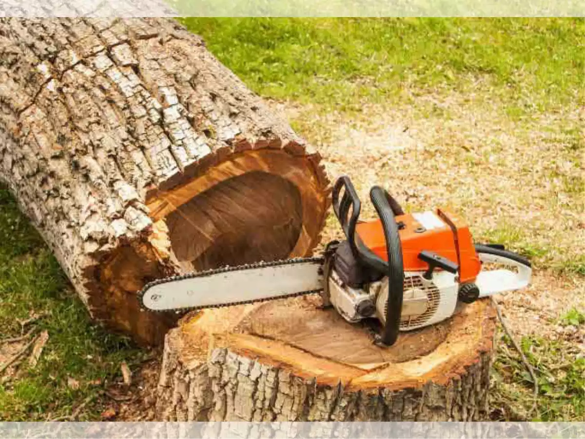 چگونه درختان را قطع کنیم